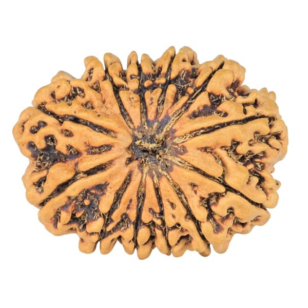 12 Mukhi Rudraksha 31mm 4.54gm - Rudraksha