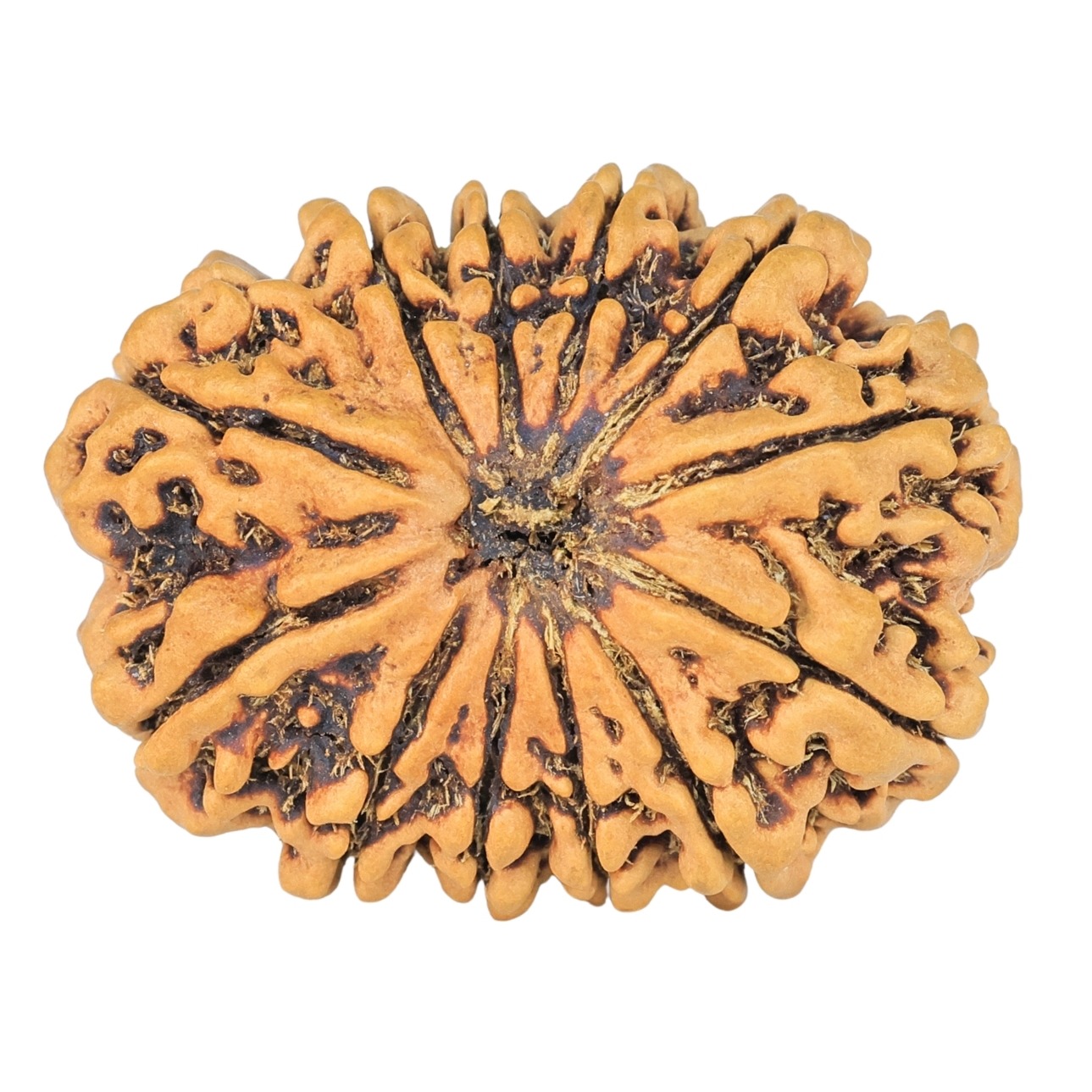 12 Mukhi Rudraksha 31mm 4.54gm - Rudraksha