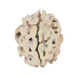 1 Mukhi Rudraksha 19mm 2.34gm - Rudraksha