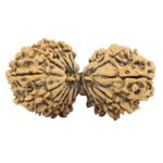18 MK Gaurishankar 39.6mm 5.71gm - Rudraksha