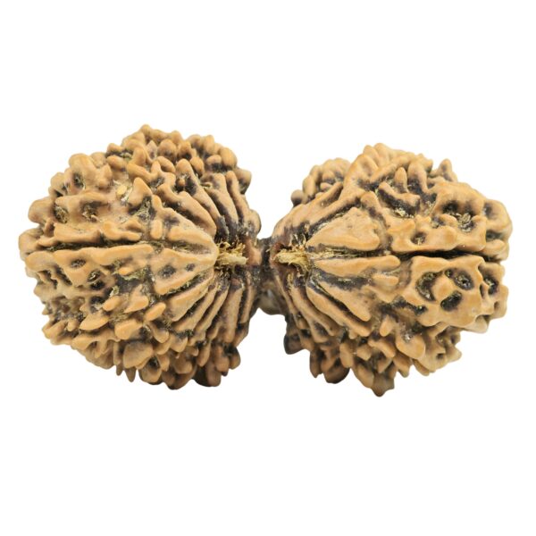 18 MK Gaurishankar 39.6mm 5.71gm - Rudraksha