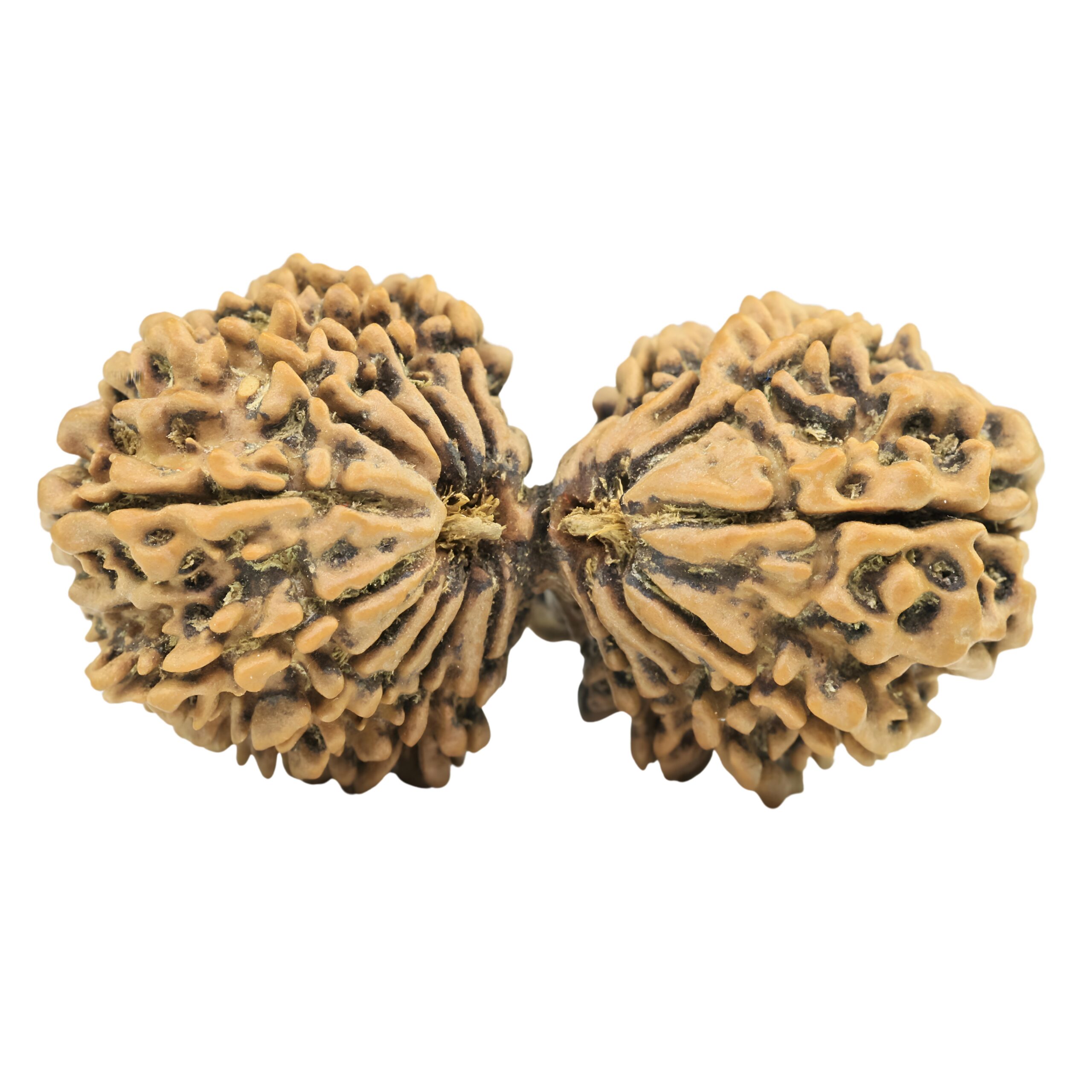 18 MK Gaurishankar 39.6mm 5.71gm - Rudraksha