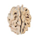 1 Mukhi Rudraksha 19.9mm 2.17gm - Rudraksha