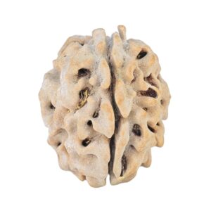 1 Mukhi Rudraksha 19.9mm 2.17gm - Rudraksha