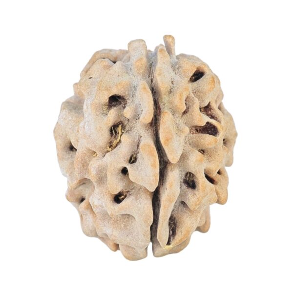 1 Mukhi Rudraksha 19.9mm 2.17gm - Rudraksha