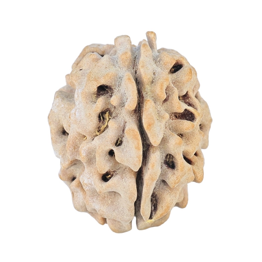1 Mukhi Rudraksha 19.9mm 2.17gm - Rudraksha