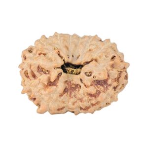 14 Mukhi Rudraksha 20mm 1.94gm - Rudraksha