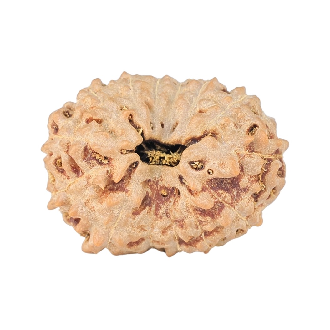 14 Mukhi Rudraksha 20mm 1.94gm - Rudraksha