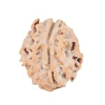 1 Mukhi Rudraksha 18.5mm 1.81gm - Rudraksha