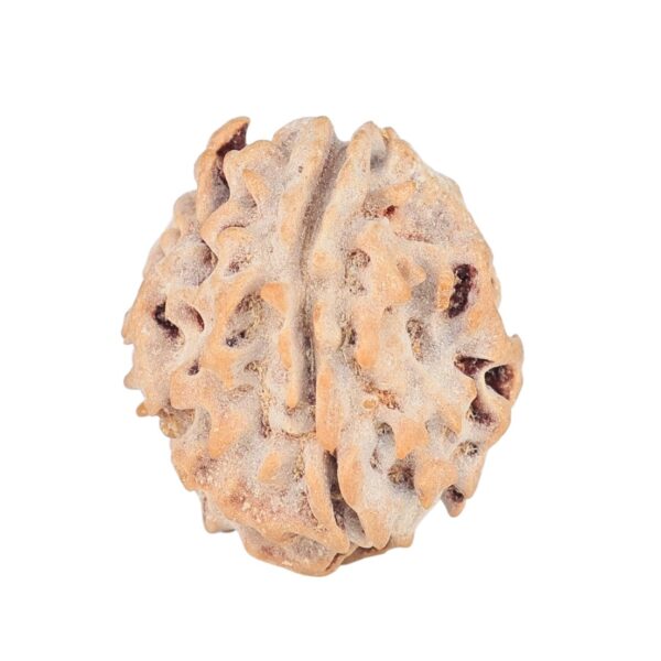 1 Mukhi Rudraksha 18.5mm 1.81gm - Rudraksha