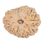 14 Mukhi Rudraksha 23.8mm 3.71gm - Rudraksha