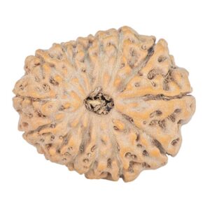 14 Mukhi Rudraksha 23.8mm 3.71gm - Rudraksha