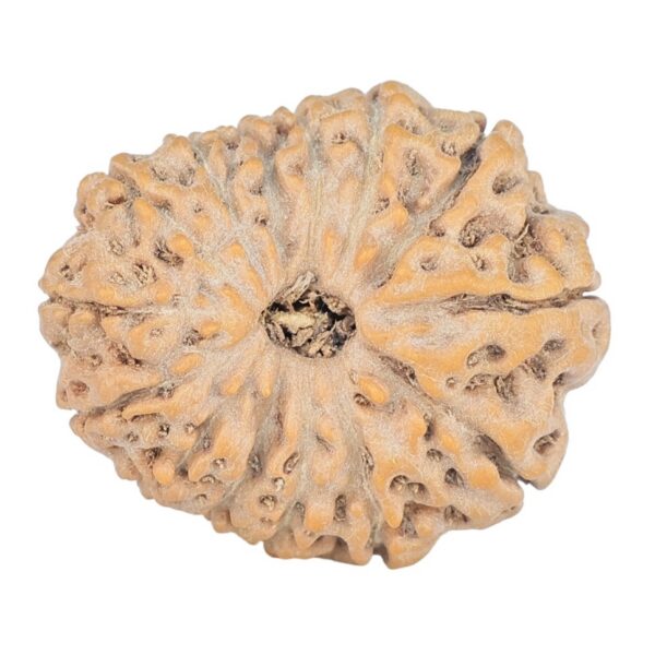 14 Mukhi Rudraksha 23.8mm 3.71gm - Rudraksha