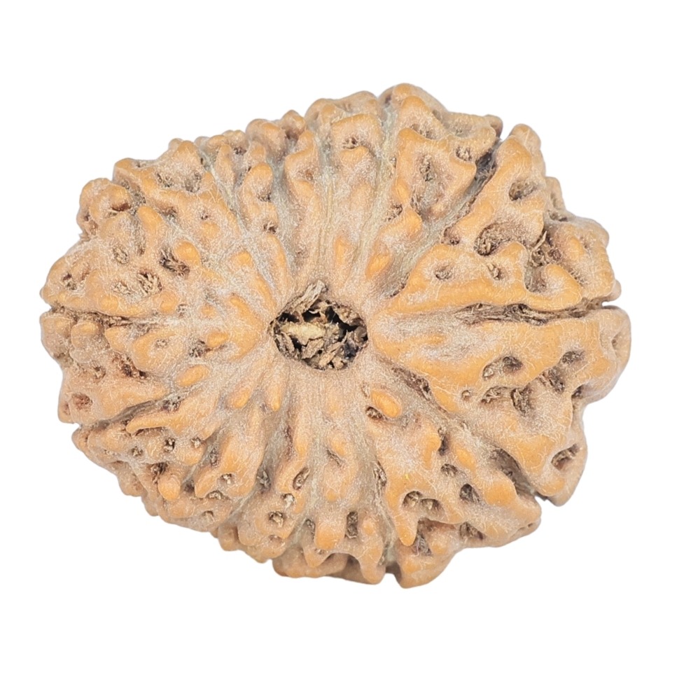 14 Mukhi Rudraksha 23.8mm 3.71gm - Rudraksha