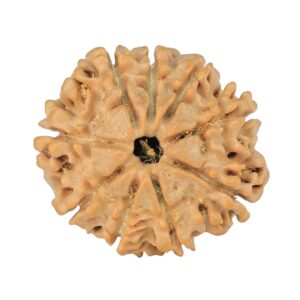 9 Mukhi Rudraksha 22.6mm 3gm