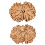 11 Mukhi G.S & Ganesh 28.3mm 4.39gm - Rudraksha