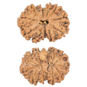11 Mukhi G.S & Ganesh 28.3mm 4.39gm - Rudraksha