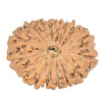 15 Mukhi Rudraksha 25.4mm 4.18gm - Rudraksha
