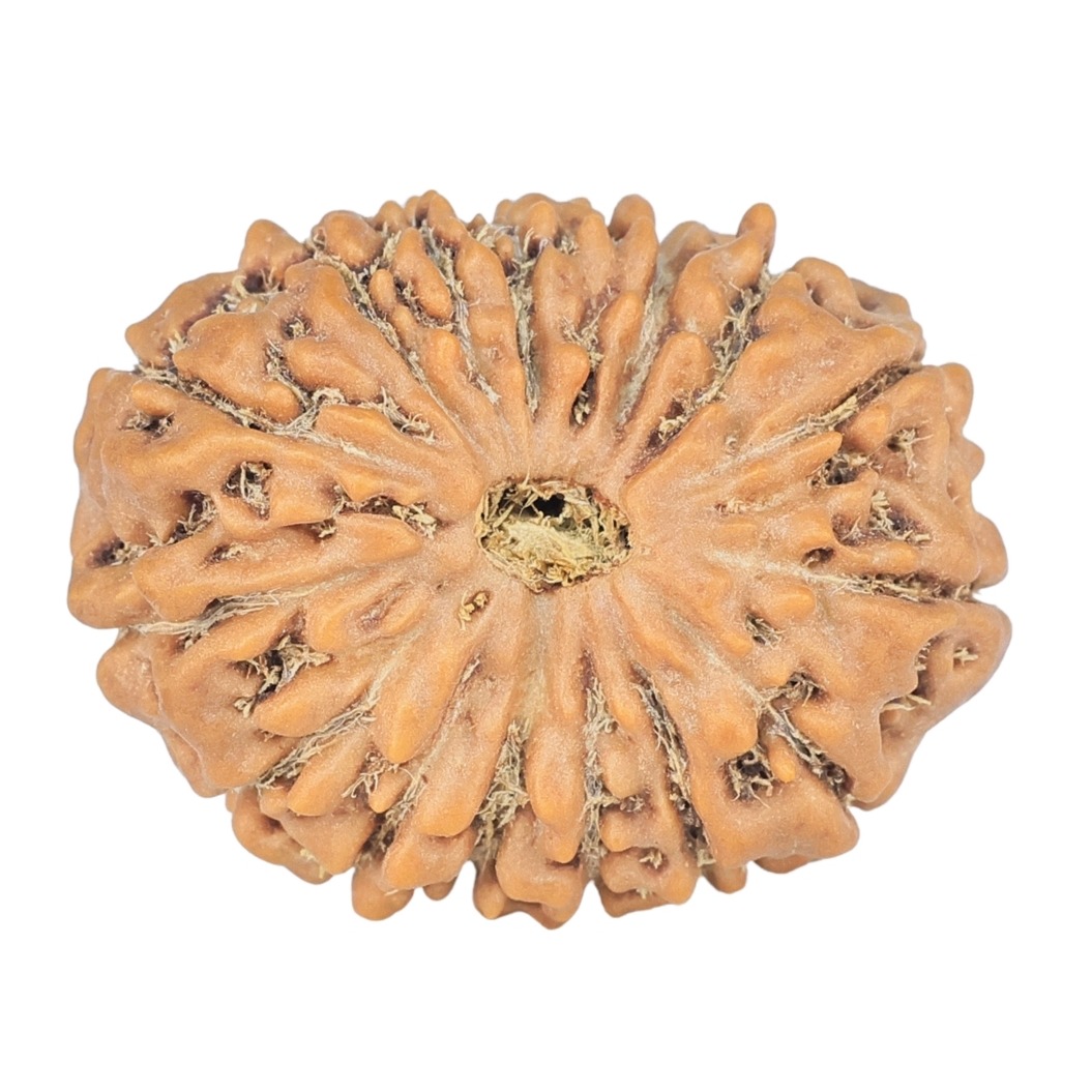 15 Mukhi Rudraksha 25.4mm 4.18gm - Rudraksha