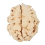 1 Mukhi Rudraksha 15.9mm 1.38gm - Rudraksha