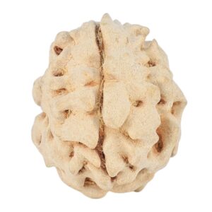 1 Mukhi Rudraksha 15.9mm 1.38gm - Rudraksha