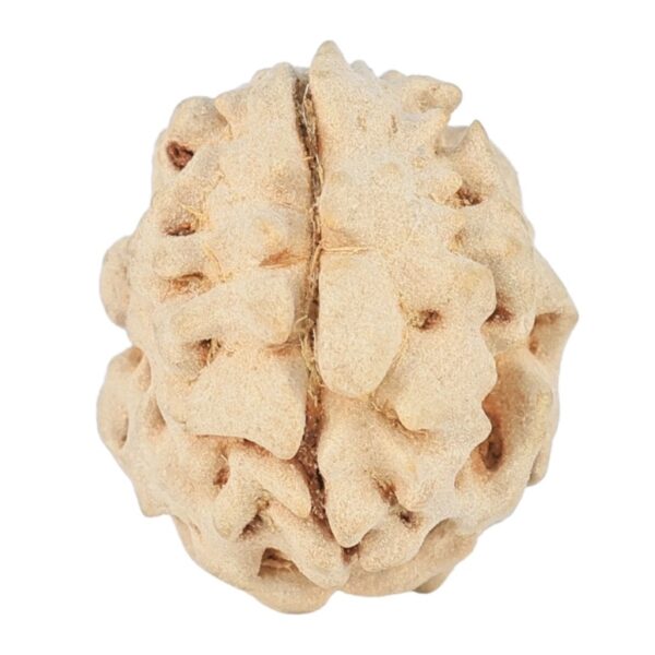 1 Mukhi Rudraksha 15.9mm 1.38gm - Rudraksha