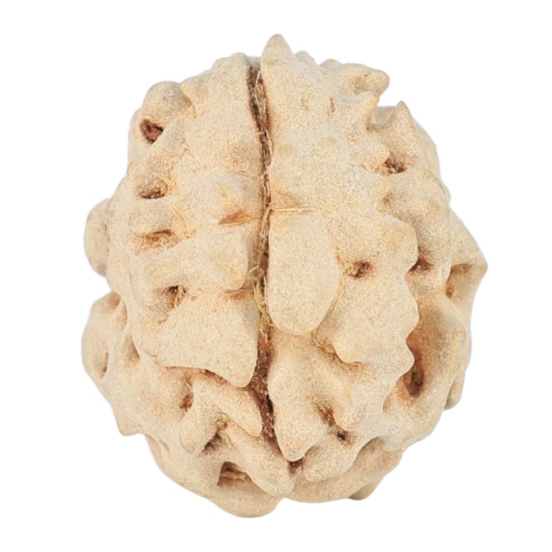 1 Mukhi Rudraksha 15.9mm 1.38gm - Rudraksha
