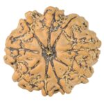 9 Mukhi Rudraksha 22.7mm 2.93gm - Rudraksha