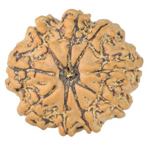 9 Mukhi Rudraksha 22.7mm 2.93gm
