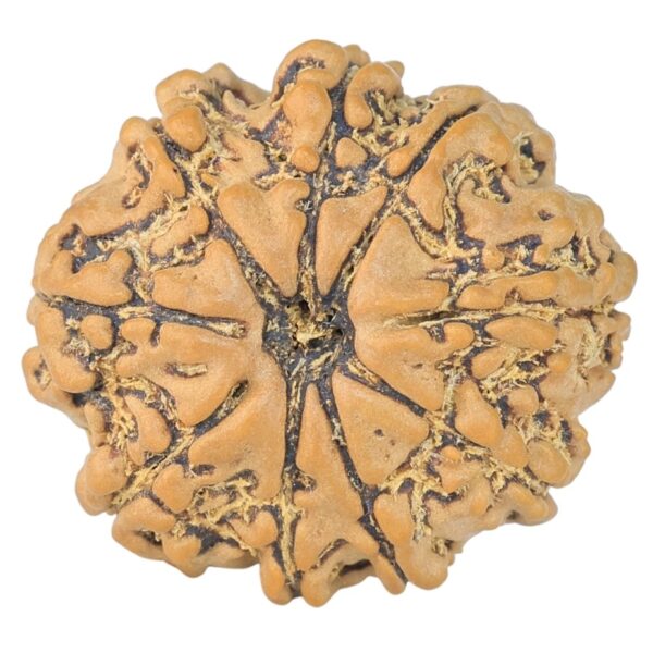 9 Mukhi Rudraksha 22.7mm 2.93gm - Rudraksha