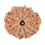 9 Mukhi Rudraksha 23.7mm 3.86gm - Rudraksha