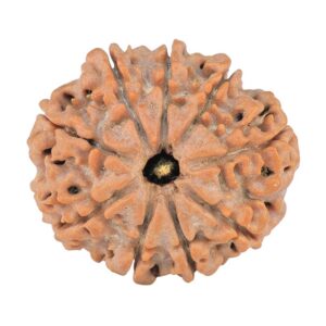 9 Mukhi Rudraksha 23.7mm 3.86gm - Rudraksha