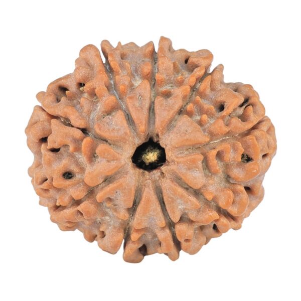 9 Mukhi Rudraksha 23.7mm 3.86gm - Rudraksha