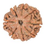 8 Mukhi Rudraksha 19.3mm 2.43gm - Rudraksha