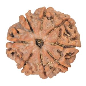 8 Mukhi Rudraksha 19.3mm 2.43gm