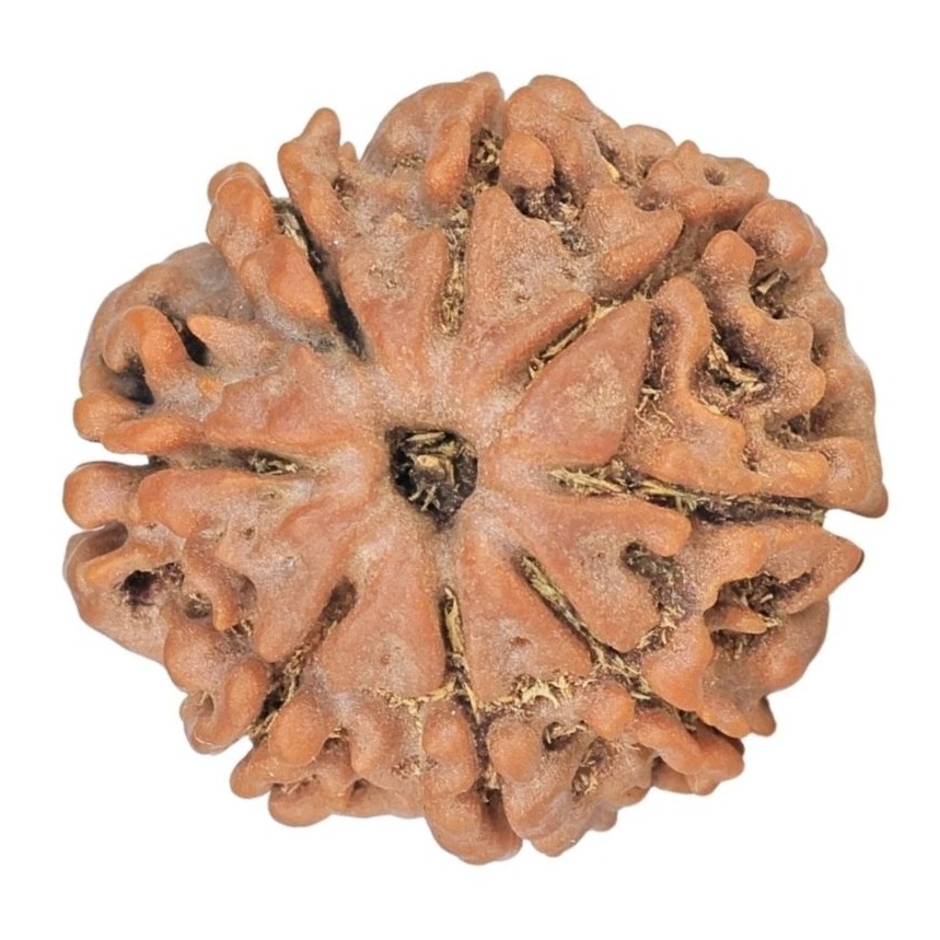 8 Mukhi Rudraksha 19.3mm 2.43gm - Rudraksha