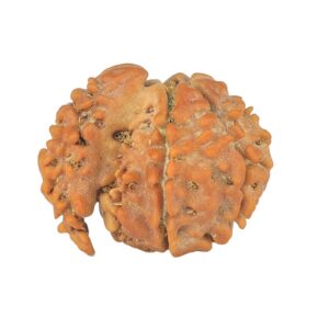 Sawar/Ganesh (6+1) 18.6mm 1.37gm - Rudraksha