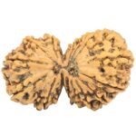 16 MK Gaurishankar 39mm 7.4gm - Rudraksha