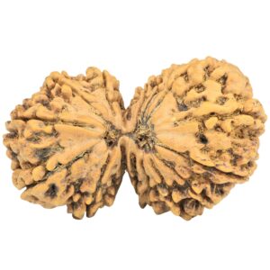 16 MK Gaurishankar 39mm 7.4gm - Rudraksha