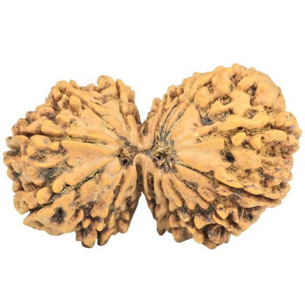 16 MK Gaurishankar 39mm 7.4gm - Rudraksha