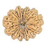 13 Mukhi Rudraksha 42.4mm 14.66gm - Rudraksha