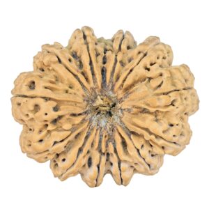 13 Mukhi Rudraksha 42.4mm 14.66gm - Rudraksha