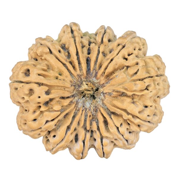 13 Mukhi Rudraksha 42.4mm 14.66gm - Rudraksha