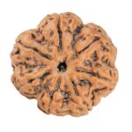 7 Mukhi Rudraksha 28.5mm 6.84gm - Rudraksha