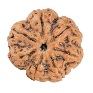 7 Mukhi Rudraksha 28.5mm 6.84gm - Rudraksha