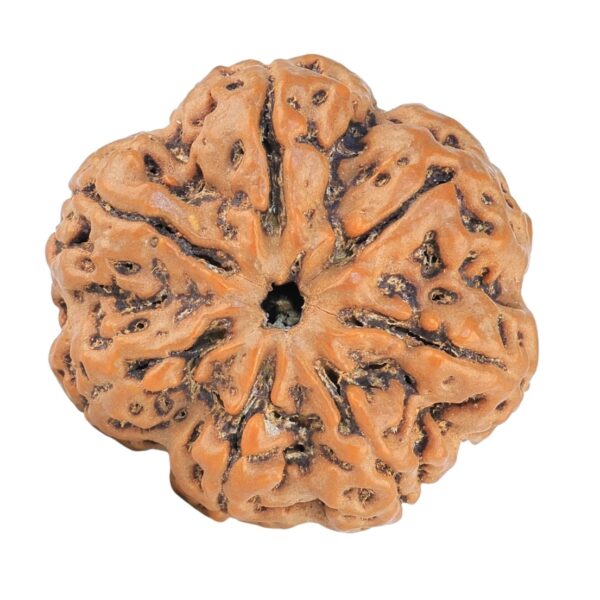 7 Mukhi Rudraksha 28.5mm 6.84gm - Rudraksha