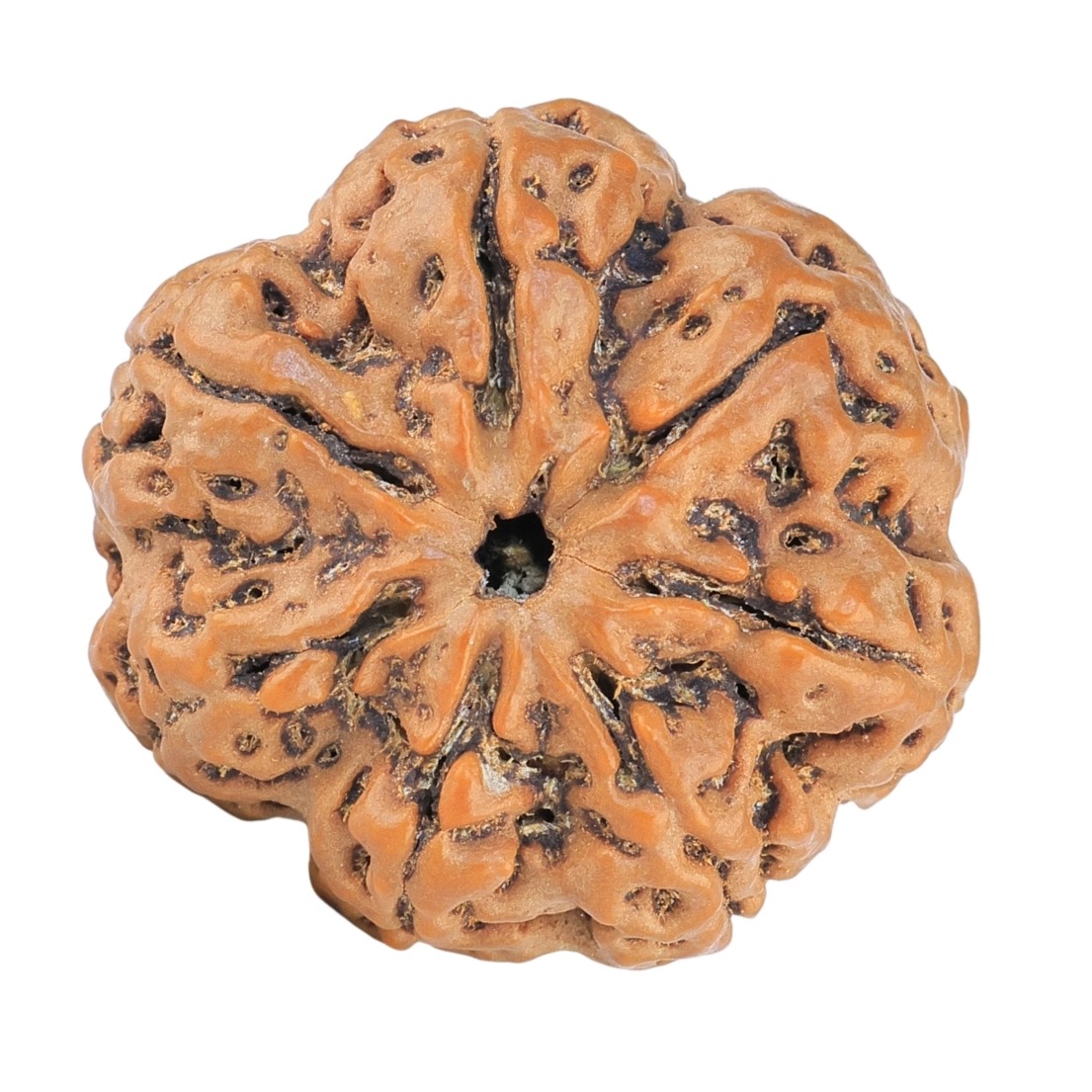 7 Mukhi Rudraksha 28.5mm 6.84gm - Rudraksha