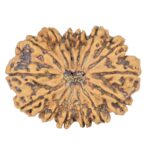 14 Mukhi Rudraksha 34.1mm 6.8gm - Rudraksha