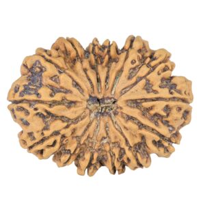 14 Mukhi Rudraksha 34.1mm 6.8gm - Rudraksha