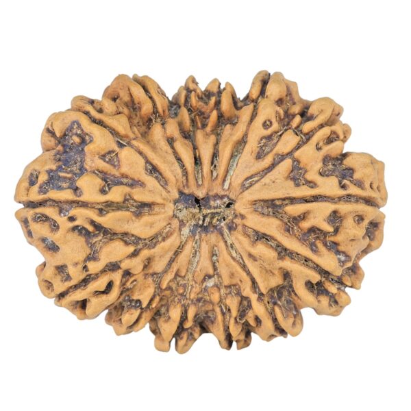 14 Mukhi Rudraksha 34.1mm 6.8gm - Rudraksha